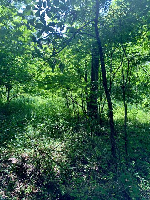 404 Cassi Rd, Chuckey, TN 37641 photo 3