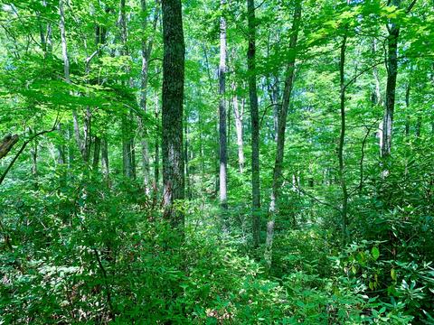 404 Cassi Rd, Chuckey, TN 37641 photo 18