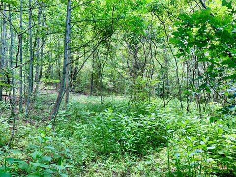 404 Cassi Rd, Chuckey, TN 37641 photo 11