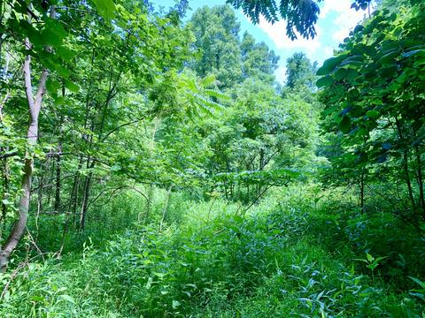 404 Cassi Rd, Chuckey, TN 37641 photo 9