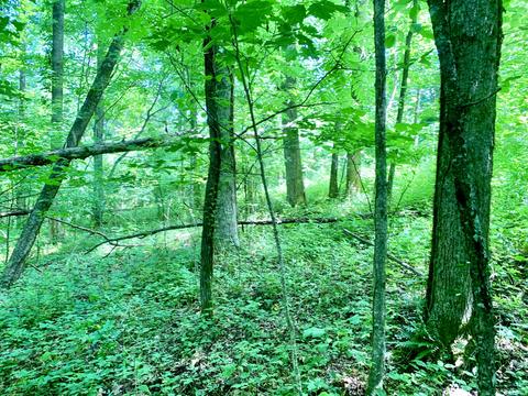 404 Cassi Rd, Chuckey, TN 37641 photo 7