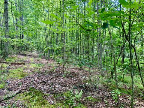 404 Cassi Rd, Chuckey, TN 37641 photo 14