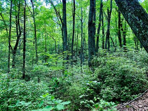 404 Cassi Rd, Chuckey, TN 37641 photo 22