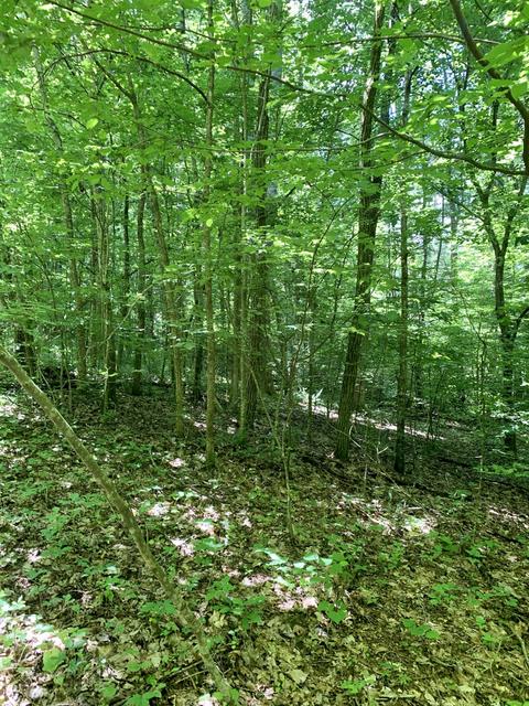 404 Cassi Rd, Chuckey, TN 37641 photo 2