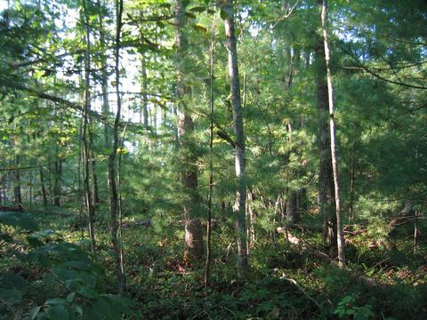 77 Bluff View Loop, Allardt, TN 38504 photo 1