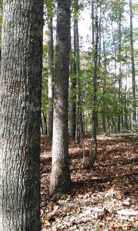 3444 Willow Tree Rd, Ewing, VA 24248 photo 33