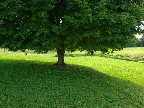 219 Burchfield Ave, Oneida, TN 37841 photo 24