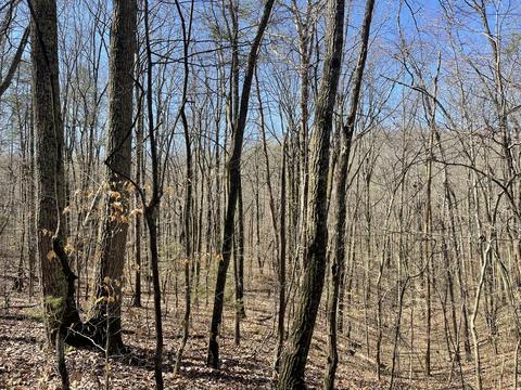 360 Heiskell Rd, Heiskell, TN 37754 photo 12