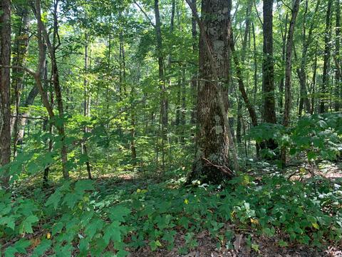 Lot 330, Crab Orchard, TN 37723