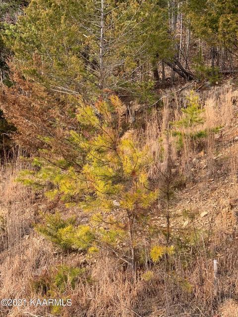 866 Whistle Valley Rd, New Tazewell, TN 37825