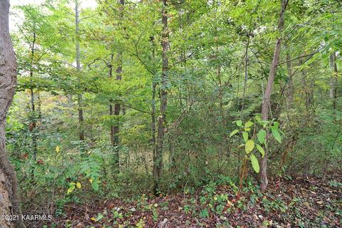 301 Grape Rough Rd, Oneida, TN 37841 photo 28