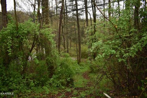 Buffalo Branch, Pineville, KY 40977