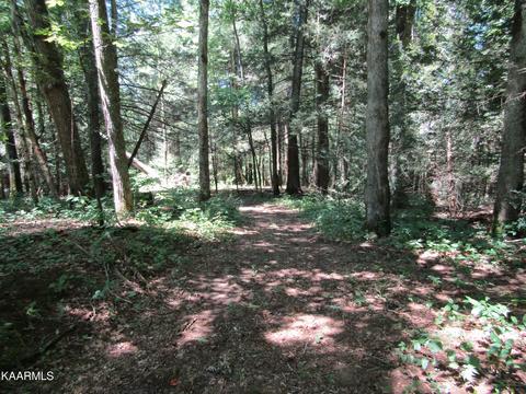 Lot 10 White Creek Loop, Deer Lodge, TN 37726
