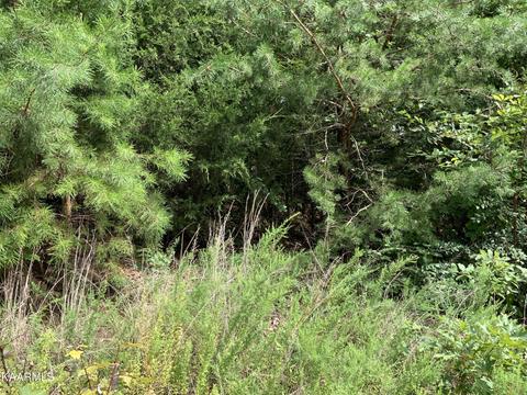 53 Lakeview Drive, Sharps Chapel, TN 37866