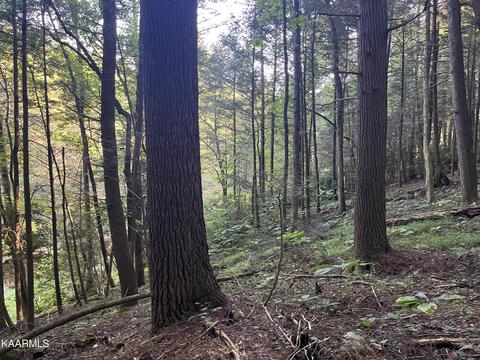 White Creek Loop, Deer Lodge, TN 37726 photo 20