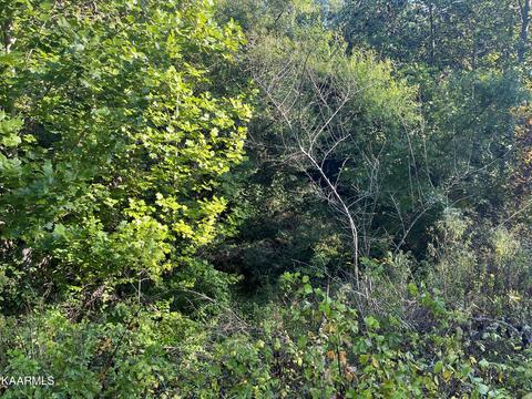 White Creek Loop, Deer Lodge, TN 37726 photo 23
