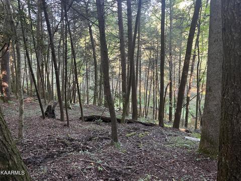 White Creek Loop, Deer Lodge, TN 37726 photo 8