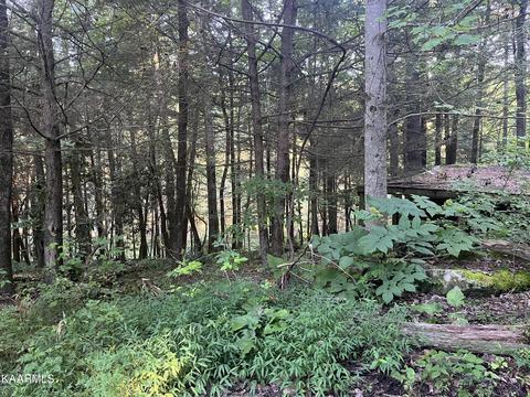 White Creek Loop, Deer Lodge, TN 37726 photo 11