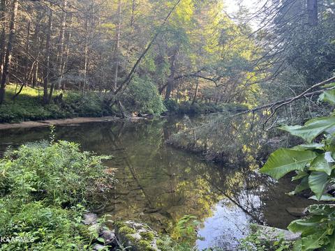 White Creek Loop, Deer Lodge, TN 37726 photo 4