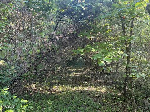 White Creek Loop, Deer Lodge, TN 37726 photo 16