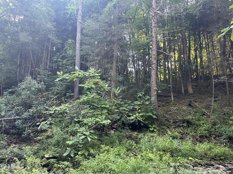 White Creek Loop, Deer Lodge, TN 37726 photo 9