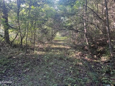 White Creek Loop, Deer Lodge, TN 37726 photo 15