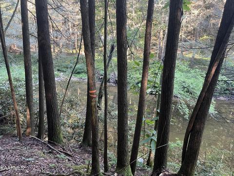 White Creek Loop, Deer Lodge, TN 37726 photo 6