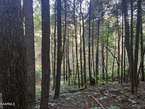 White Creek Loop, Deer Lodge, TN 37726 photo 7