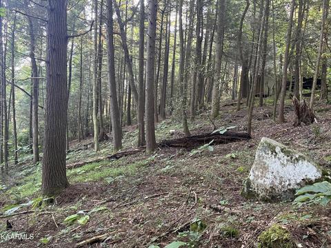 White Creek Loop, Deer Lodge, TN 37726 photo 19