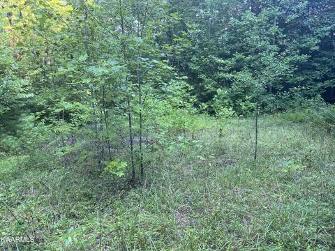 White Creek Loop, Deer Lodge, TN 37726 photo 14