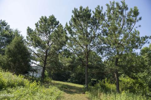 103 Flat Rock Rd, Deer Lodge, TN 37726 photo 9