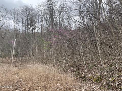 Grand Country Drive, Cosby, TN 37722