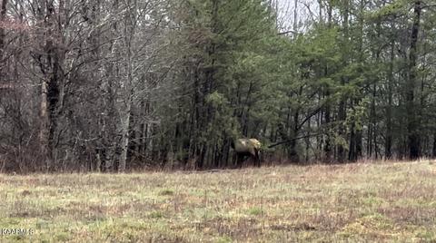 Buffalo Rd, Oneida, TN 37841 photo 5