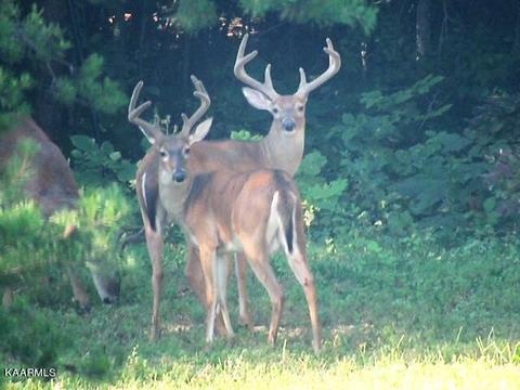 179 S White Pine Rd, Talbott, TN 37877 photo 50