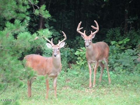 179 S White Pine Rd, Talbott, TN 37877 photo 55