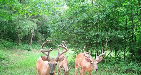 179 S White Pine Rd, Talbott, TN 37877 photo 44