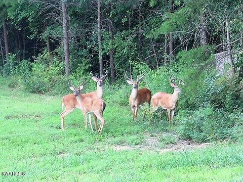 179 S White Pine Rd, Talbott, TN 37877 photo 49