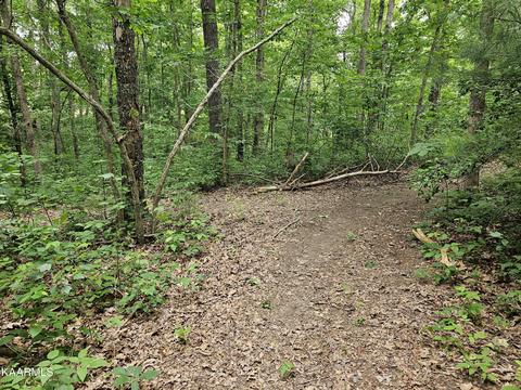 Dye Rd, Clarkrange, TN 38553 photo 6