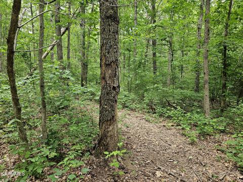 Dye Rd, Clarkrange, TN 38553 photo 10