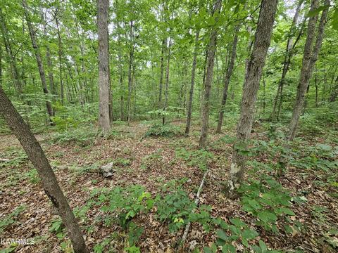 Dye Rd, Clarkrange, TN 38553 photo 2