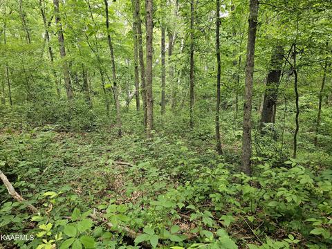 Dye Rd, Clarkrange, TN 38553 photo 9