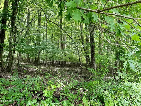 Dogwood Cove Drive, Spring City, TN 37381