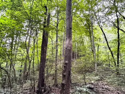 Moores Gap Rd, Heiskell, TN 37754 photo 19