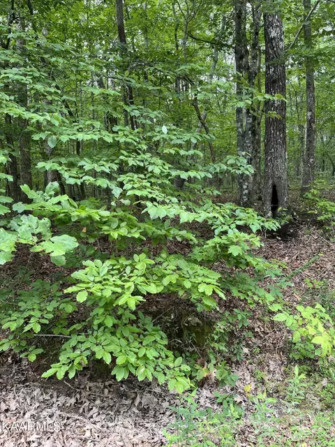 215 Wycliff Lane Ln, Crossville, TN 38558