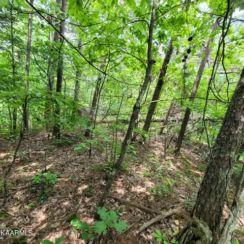 Chamberlain Lane, Sevierville, TN 37862 photo 20