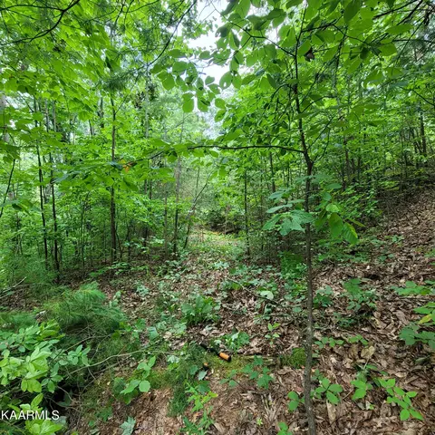 Chamberlain Lane, Sevierville, TN 37862 photo 22