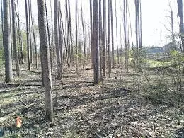 lot2 Indigo Bunting Dr, Harriman, TN 37748