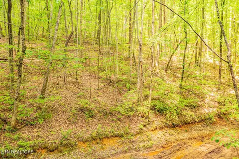Butterfly Hollow, Maryville, TN 37803