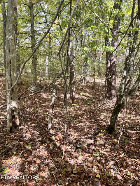 Atkins Rd, Luttrell, TN 37779 photo 16