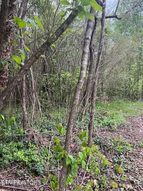 Indian Mountain Rd, Jellico, TN 37762